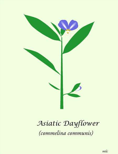 Dayflower